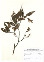 藏品(細齒千金榆)的圖片